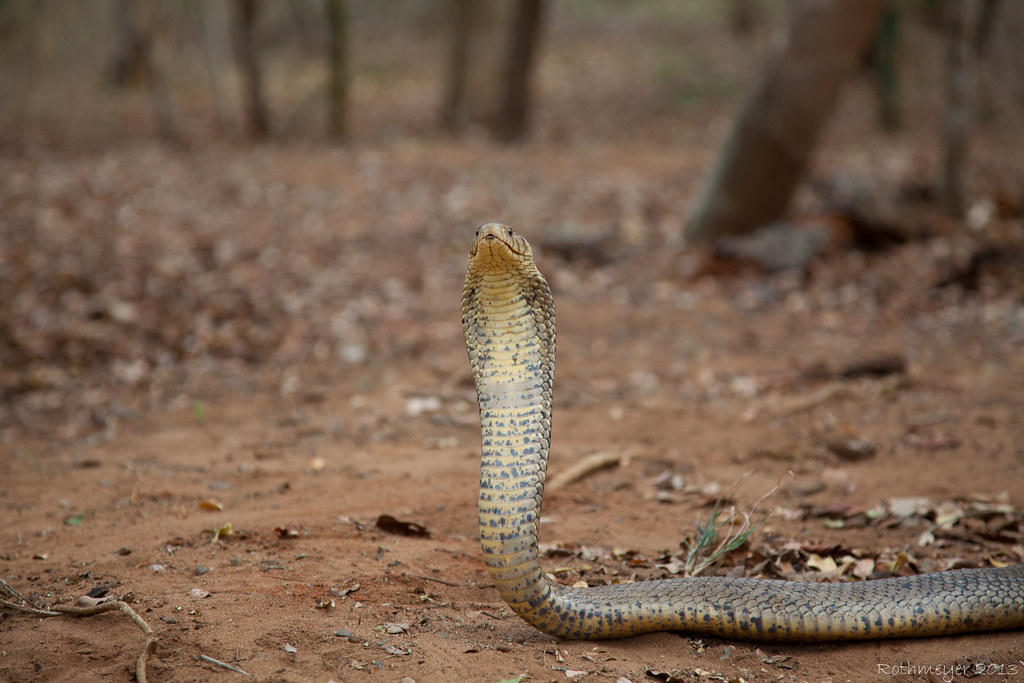 Forest Cobra (Naja melanoleuca)
