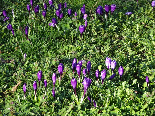 Blackheath RS Already spring flowers! width=