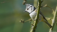 pajarillos(sparrows/moineaux)