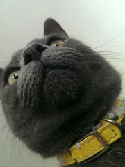 heres my boy luca and his beautiful nose - The Caturday