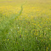 Boynes Meadows 2013 -  Grass and Buttercups