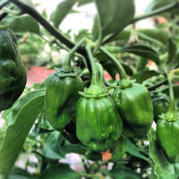 Habaneros are ripening. Can't wait!