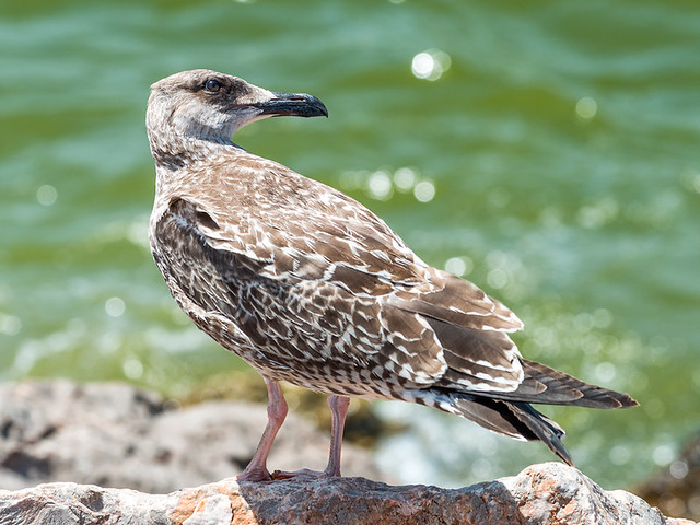 Young-Gull-on-rock