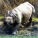 rinoceronte-de-java[1]