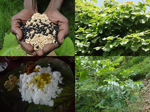 Medicinal Rice Formulations for Diabetes Complications, Heart and Kidney Diseases (TH Group-79) from Pankaj Oudhia’s Medicinal Plant Database by Pankaj Oudhia