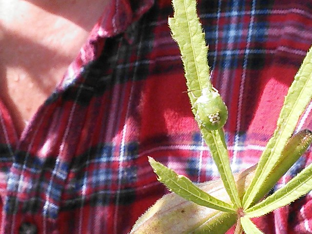 The stink bug on seed okra