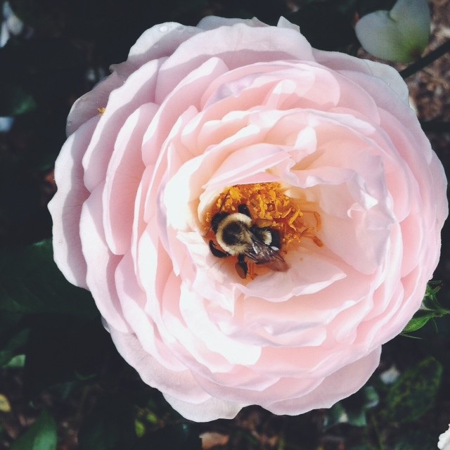 Bee Rose Petals