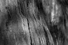 Trees/Bark