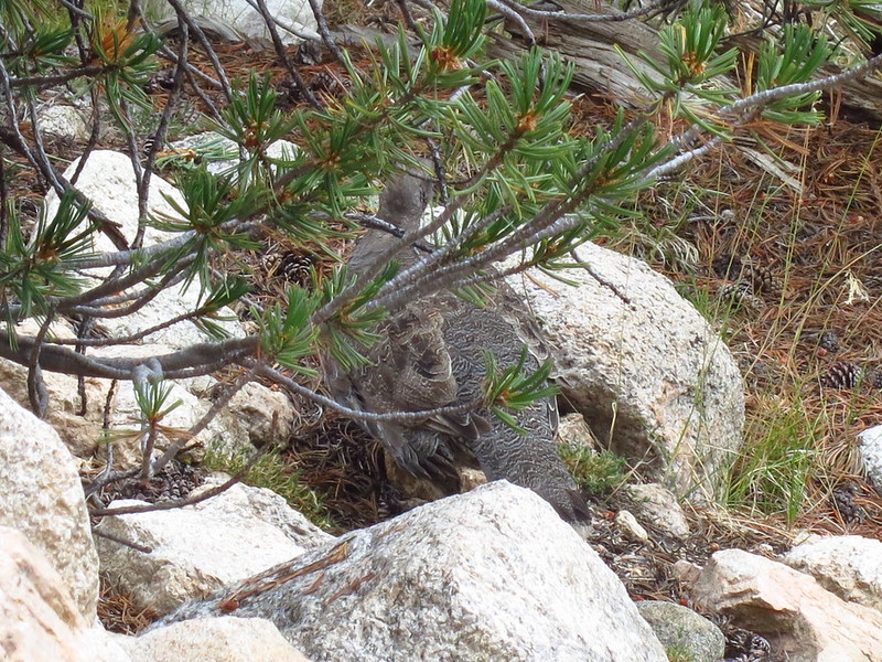 blue grouse in sequoia kings