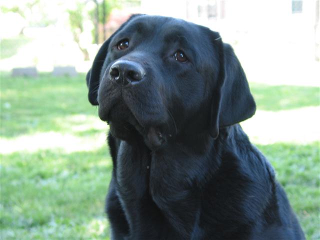 Black Labrador retriever with soulful eyes
