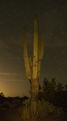 Saguaros and Stars