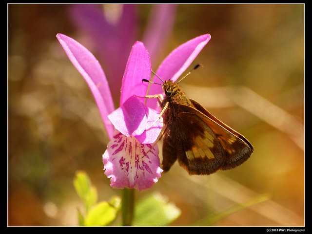Dragon's mouth (Arethusa bulbosa) visited by a Skipper