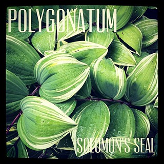 Garden Alphabet: Polygonatum (Solomon's Seal) | A Gardener's Notebook with Douglas E. Welch