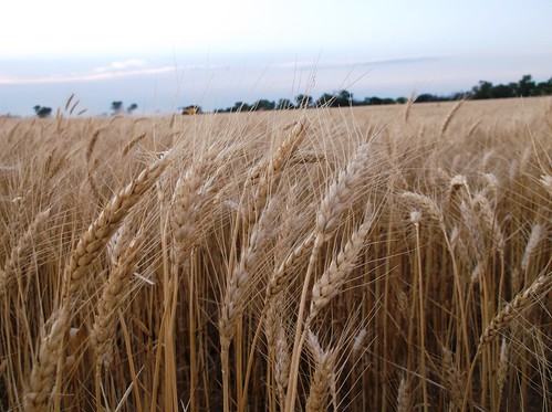 Beautiful wheat in OK