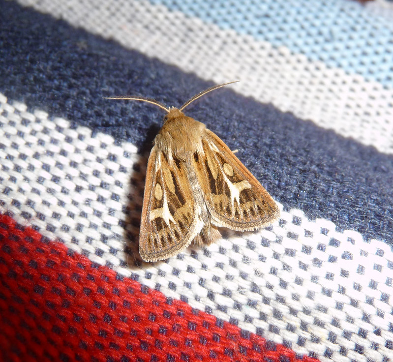 P1060389 - Antler Moth, Isle of Mull