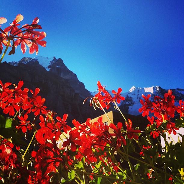 yesterday morning view from hotel in mürren. happy swiss day (1aug)!!!
