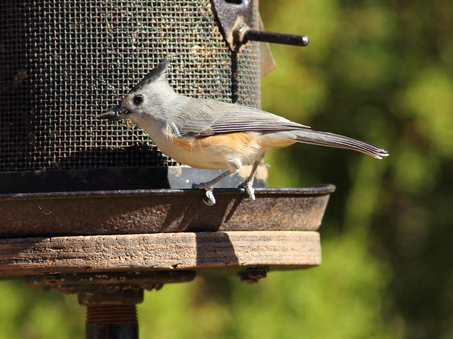 Black-crested Titmouse 3-20131102
