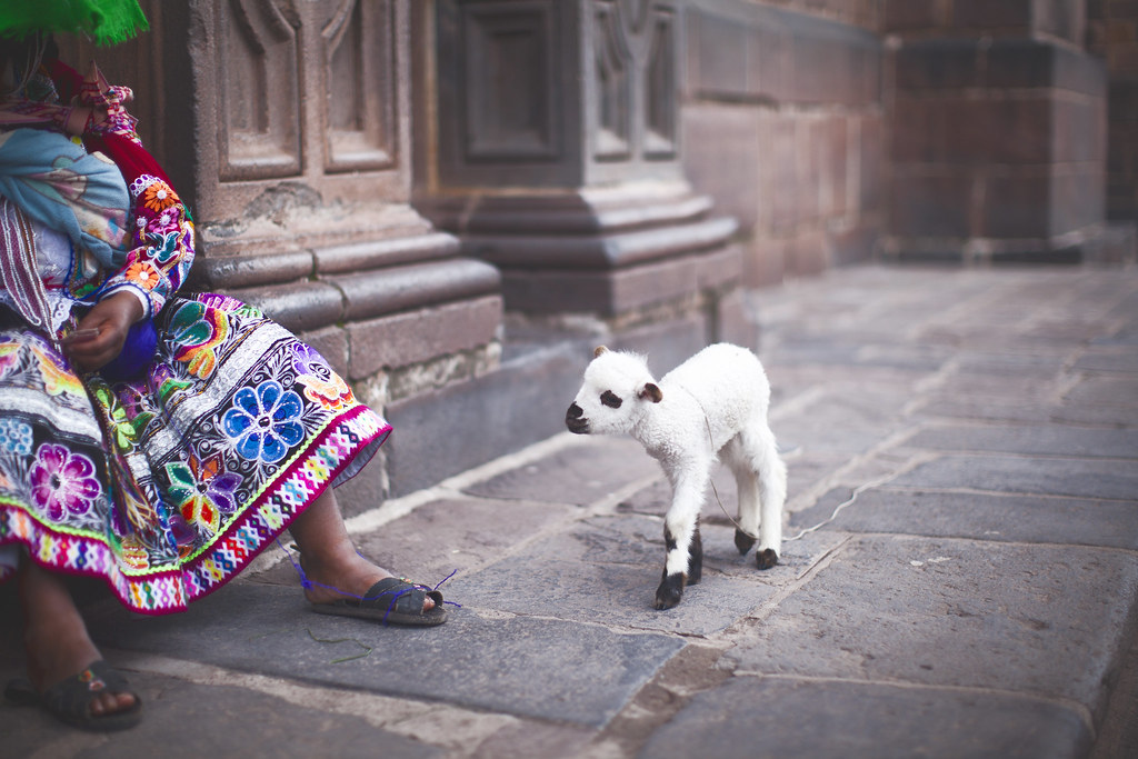 baby lamb in Cusco, Peru