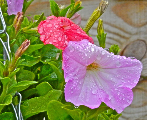 Petunias in the Rain .......(162/365) by Irene_A_