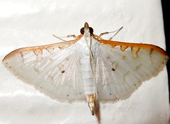 Crambid moth (Palpita annulifer) (x3)