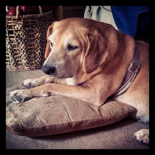My Pillow! #dogstagram #rescue #houndmix #adoptdontshop #morning