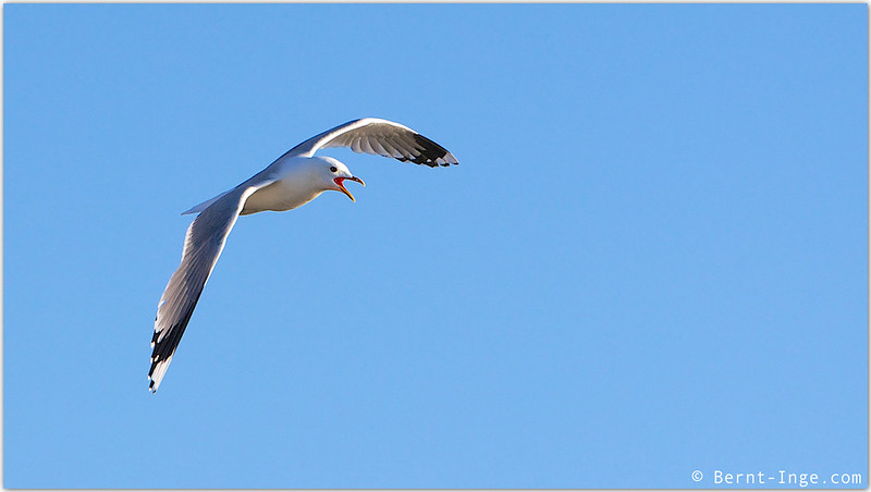 Måke - Seagull