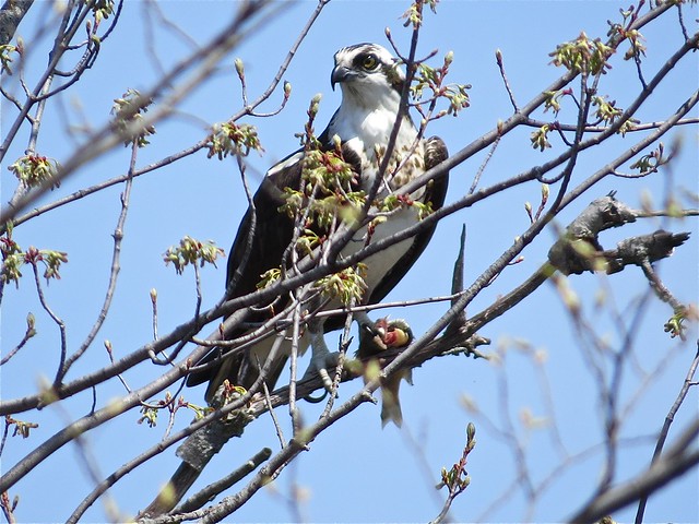 Osprey at Angler's Pond in Bloomington, IL 01