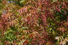 			Klaus Naujok posted a photo:	Leaves and berries from my neigbor's tree.