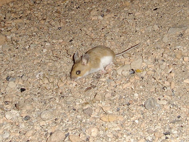 deer mouse