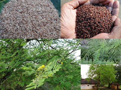 Validated Medicinal Rice Formulations for Diabetes (Madhumeha) and Cancer Complications and Revitalization of Pancreas (TH Group-143) from Pankaj Oudhia’s Medicinal Plant Database by Pankaj Oudhia