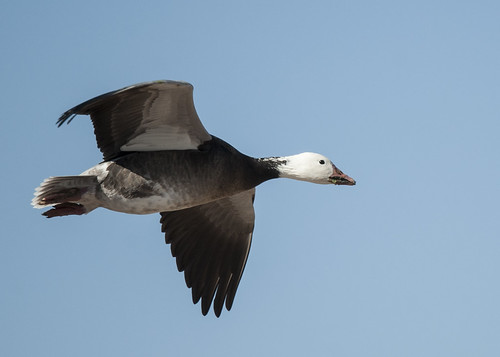 Snow Goose - blue morph in flight
