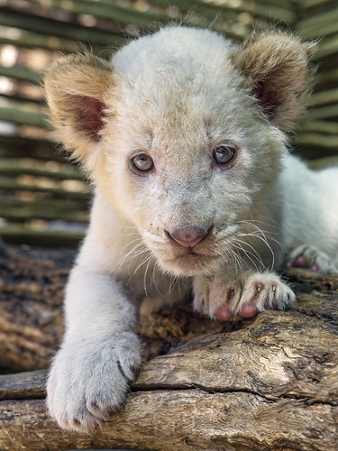 Posing white lion cub by Tambako the Jaguar