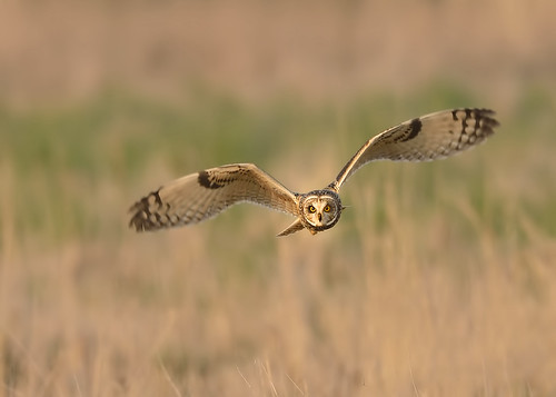 Short Eared Owl - intensity by Andy Pritchard - Barrowford