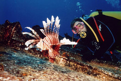 Lion Fish and Diver