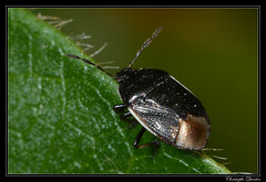 Heteroptera/Cydnidae