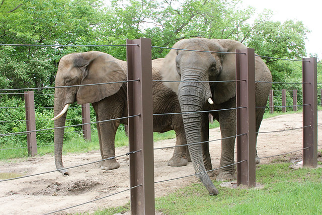 Tate_Zoo_Elephants
