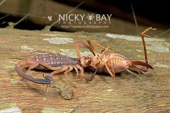 Scorpion (Scorpiones) - DSC_5768
