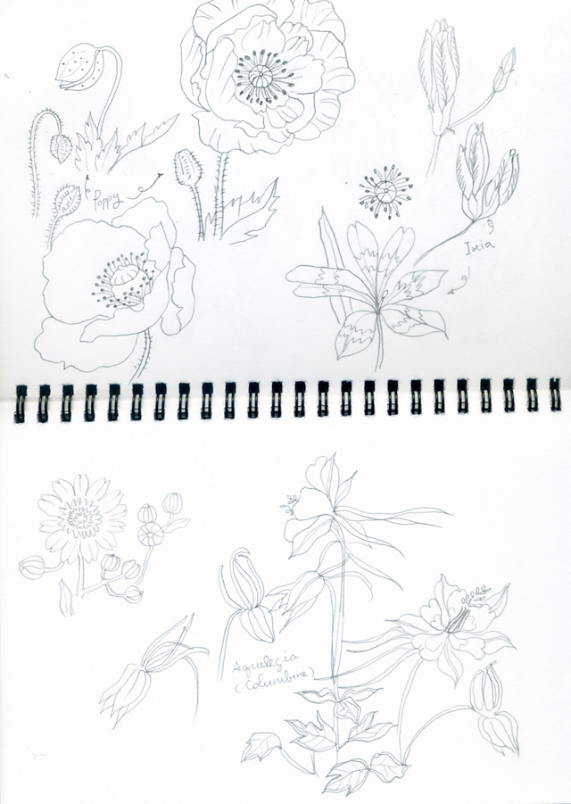 flowers pencil sketches