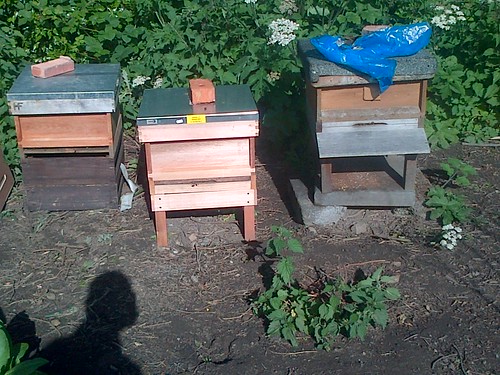 bee hives June 13 2