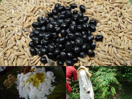 Medicinal Rice Formulations for Diabetes Complications, Heart and Kidney Diseases (TH Group-76) from Pankaj Oudhia’s Medicinal Plant Database by Pankaj Oudhia