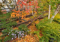 Fall @ The High Line 2013-11-10