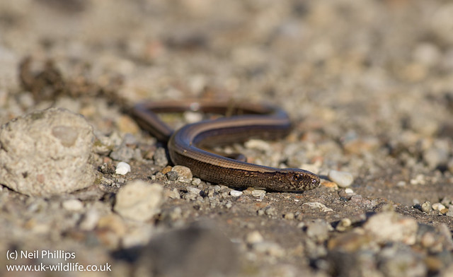 slow worm juvenile