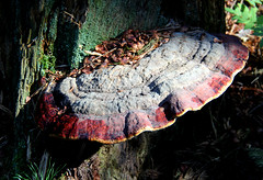 Mushroom. - Tinder-fungus.