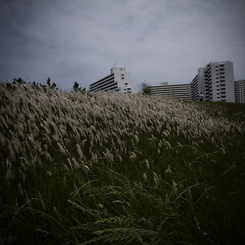 Riverside Waves of Weeds with Concrete Canyons