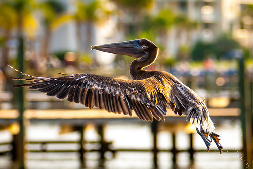 brown pelican by DigiDreamGrafix.com