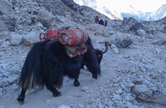 Transport jakiem do Everest B.C.