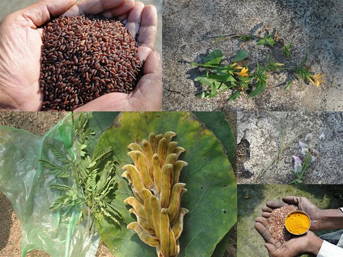 Validated and Potential Medicinal Rice Formulations for Hypertension (High Blood Pressure) with Diabetes mellitus Type ii (Madhumeh) Complications (TH Group-302-1A) from Pankaj Oudhia’s Medicinal Plant Database by Pankaj Oudhia