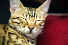 Sleeping bengal kitten