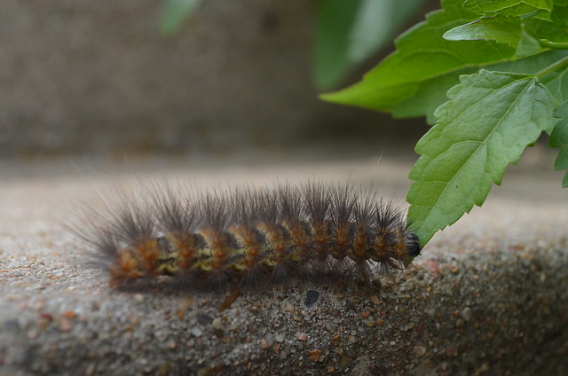 Fuzzy Caterpillar Says "Nom".