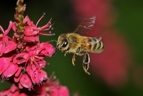 Honey-bee by Matildabean
